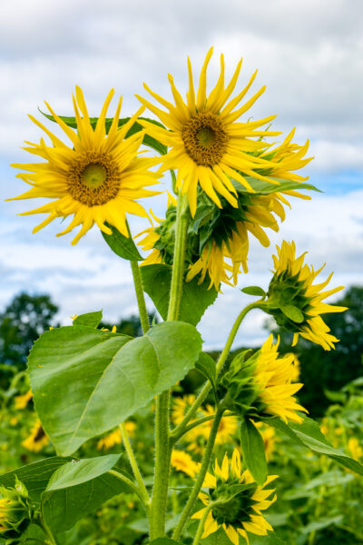 Sunny B's Sunflower Field in Clarion County Pennsylvania