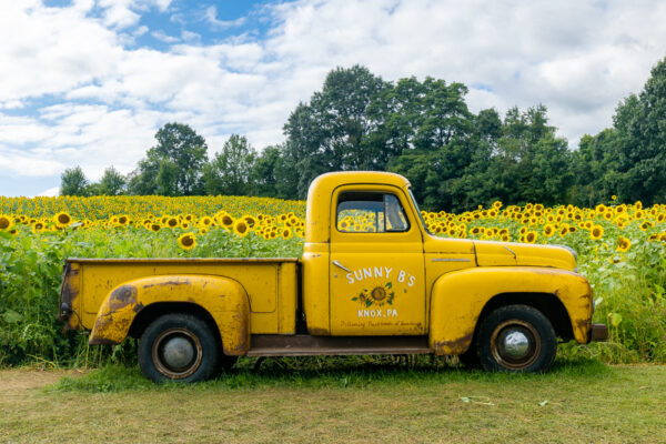 International Harvester truck at Sunny B's Sunflower Field in Clarion County PA