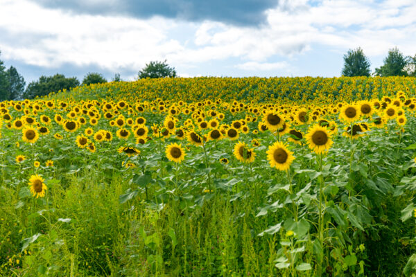 Overlooking the sunflower field at Sunny B's in Knox Pennsylvania