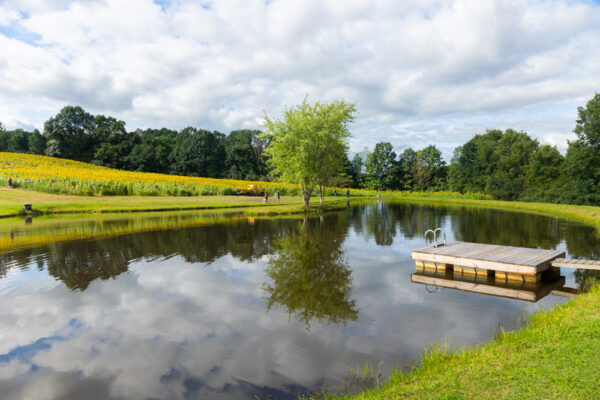 Pond at Sunny B's Sunflower Field in western Pennsylvania