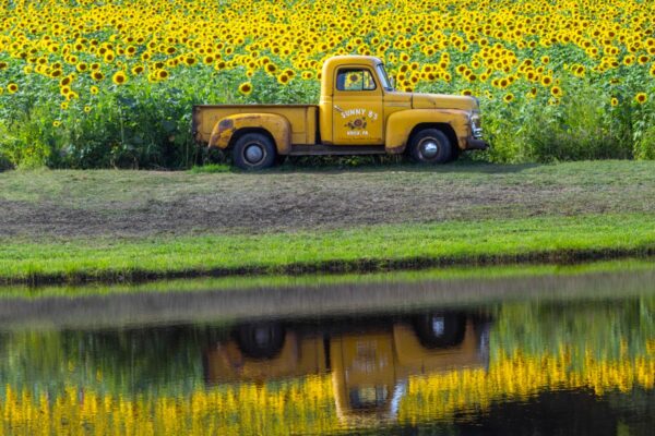 Truck in front of Sunny B's Sunflower Field in Knox PA