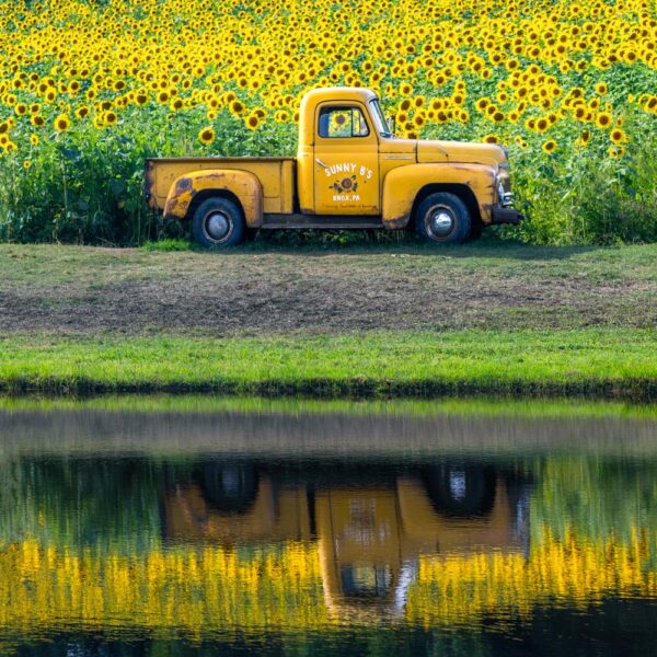 Truck and sunflowers reflecting in the pond at Sunny B's in Knox PA