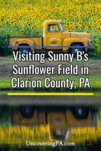 Sunny B's Sunflower Field in Knox, Pennsylvania