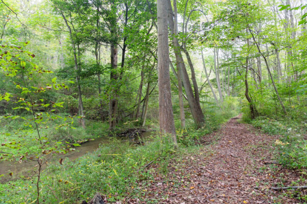 Trail to Cabbage Creek Falls in Shawnee Park in Blair County PA