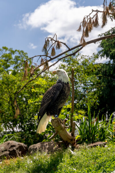 Bald Eagle on a stump at the Elmwood Park Zoo in Norristown PA