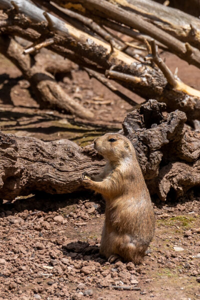 Prairie dog at the Elwood Park Zoo in Norristown, Pennsylvania