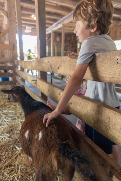 Child petting at goat at the petting barn at the Elmwood Park Zoo in Montgomery County PA