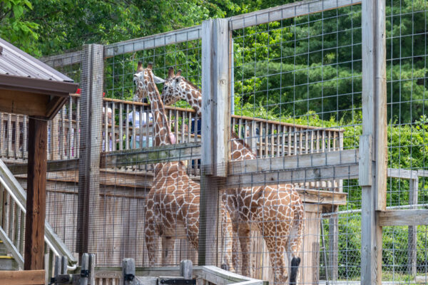 People feeding the giraffes at the Elmwood Park Zoo in Pennsylvania