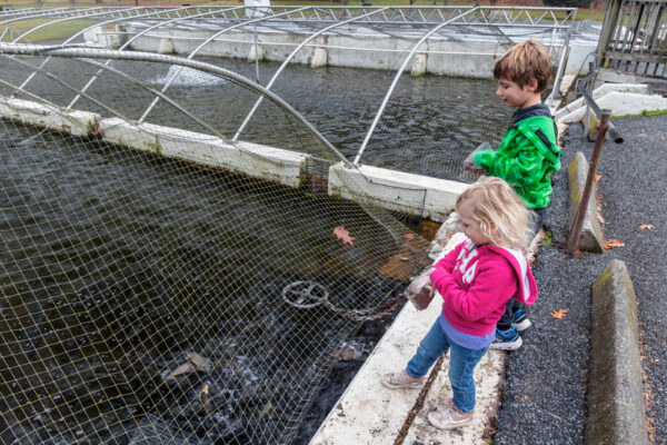 Kids feeding the fish at the Li'l-Le-Hi Trout Nursery in Allentown PA
