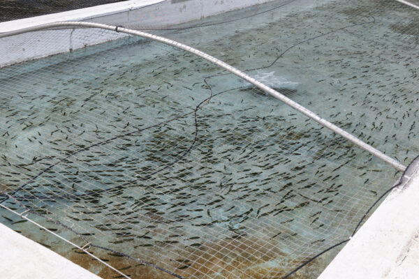 Fingerling trout in a tank at the Li'l-Le-Hi Trout Nursery in Allentown PA