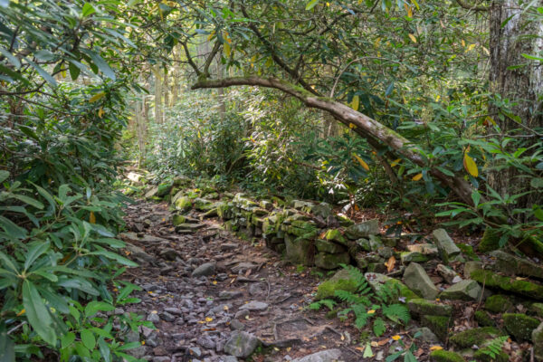 Trail in Rothrock State Forest's Shingletown Gap