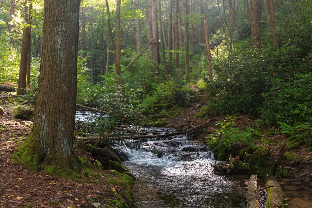 Hiking Through the Beautiful and Diverse Shingletown Gap in State
