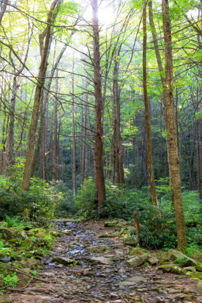 The Lower Trail in Shingletown Gap in State College PA