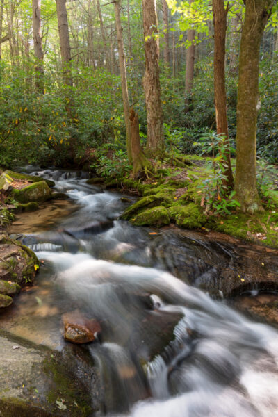 Roaring Run in Shingletown Gap cascading through the forest