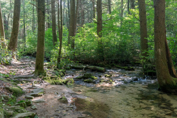 Roaring Run next to the trail in Rothrock State Forest in PA