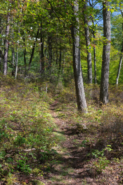 Forrest surrounding the Sand Spring Trail in Rothrock State Forest in Centre County PA