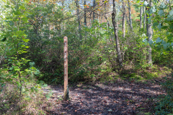 Trail marker in Shingletown Gap in Rothrock State Forest