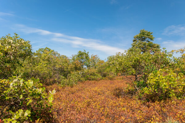 Bald Knob in Rothrock State Forest near Boalsburg PA