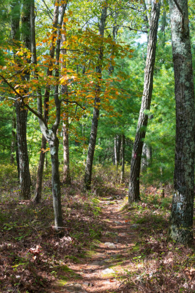 Bald Knob Ridge Trail in Shingletown Gap near State College PA