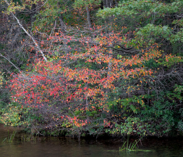 Autumn trees in Locust Lake State Park in Pennsylvania