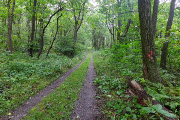 Trees surround the Three Springs Trail in Blue Knob State Park in Bedford County, PA