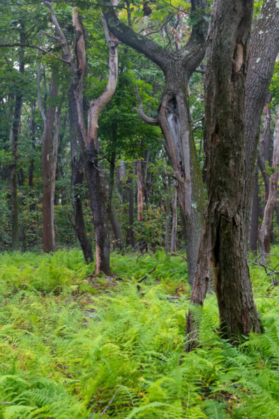 Ferns and trees along the Pavia Lookout Loop in Blue Knob State Park in the Allegheny Mountains