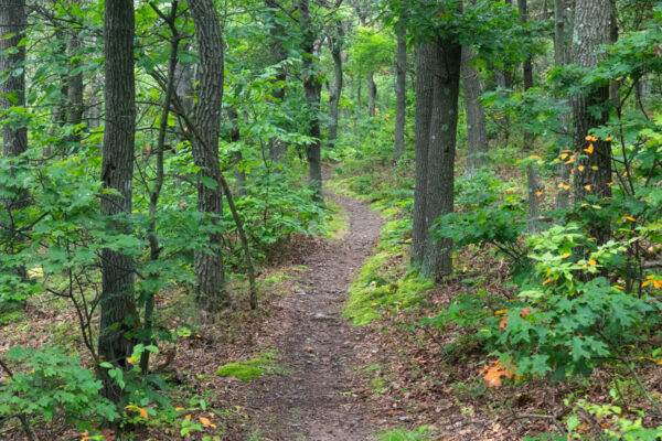 The Pavia Lookout Loop Trail passing through Blue Knob State Park in Pennsylvania