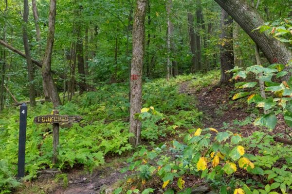 Trail to Pavia Overlook in Blue Knob State Park in Bedford County, PA