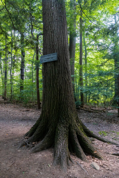 The base of the Grandfather Tree at Asbury Woods in northwestern PA