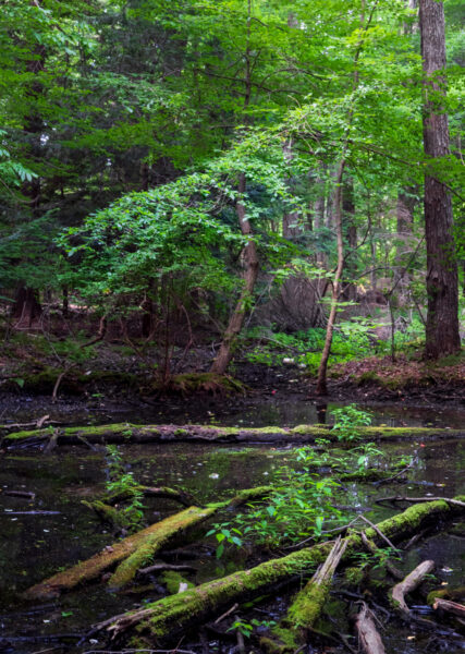 Vernal pool at Asbury Woods in Erie PA