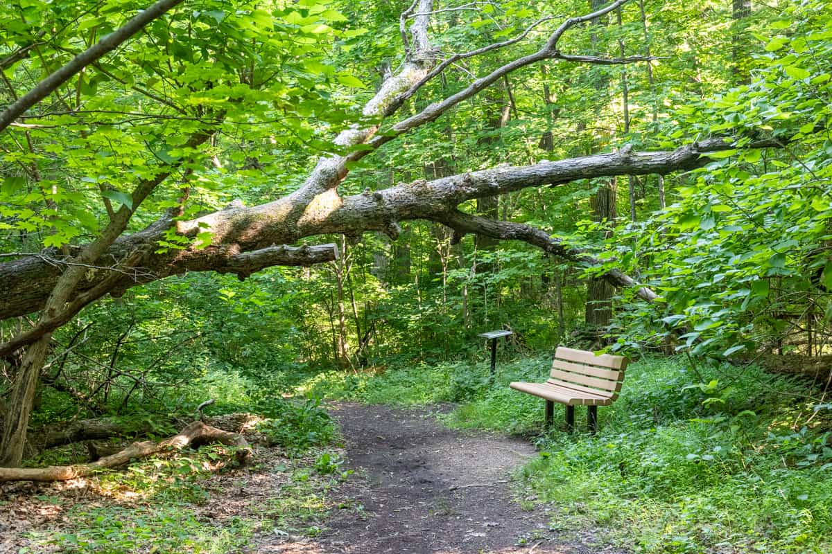Hiking the Hassen Creek Nature - Hassan Creek Nature Trail 5252 