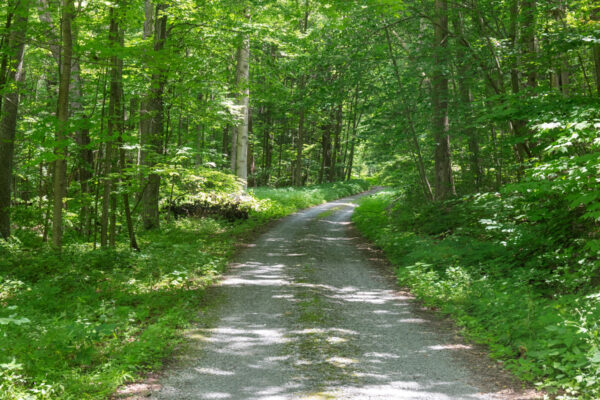 The forested Monument Road leading to the Lost Children of the Alleghenies Monument in Blue Knob State Park