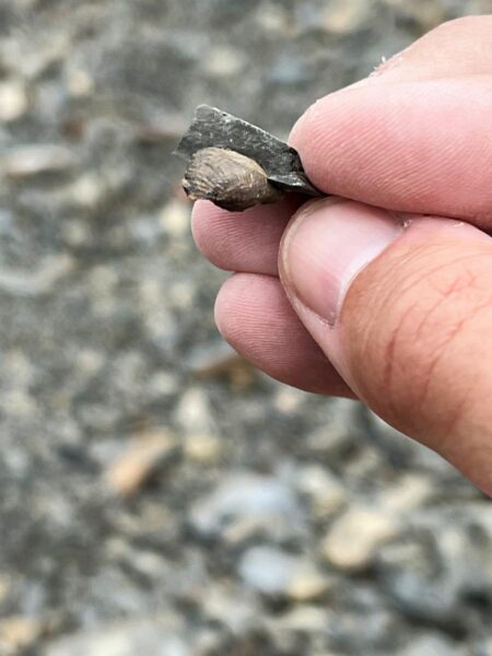 Fossilized seashell at the Montour Preserve Fossil Pit in PA