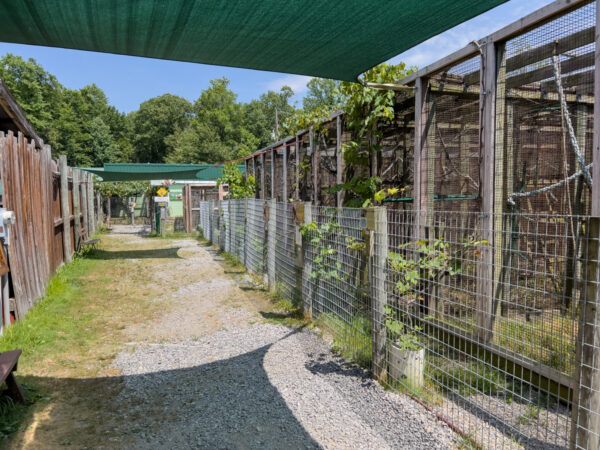 Monkey enclosures at T&Ds Cats of the World in Snyder County Pennsylvania