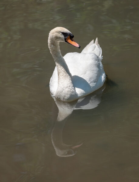 A swan at T&Ds Cats of the World in Penns Creek Pennsylvania