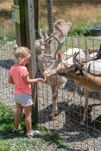Girl feeding deer at T&Ds Cats of the World in Snyder County PA