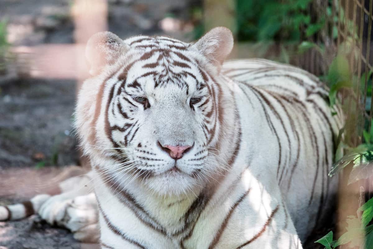 White tiger at T & D's Cats of the World in Penns Creek PA