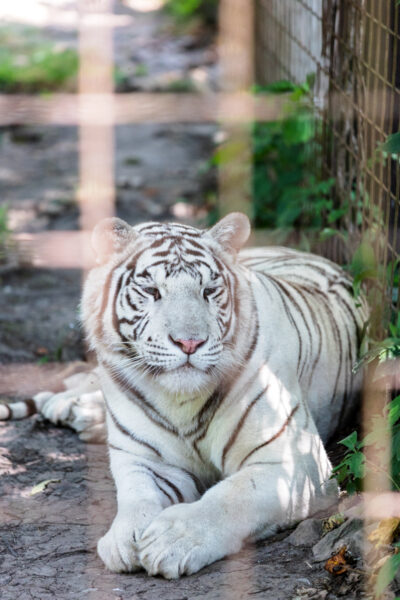 White tiger at T&Ds Cats of the World in PA