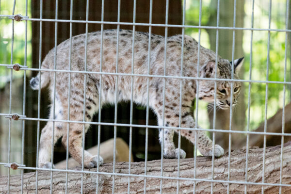 Bobcat in an enclosure at T&Ds Cats of the World in Snyder County PA
