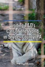 T&D's Cats of the World in Snyder County, Pennsylvania