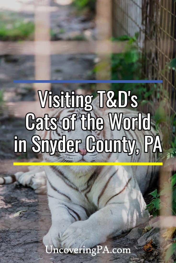 Visiting the Animals at T&D's Cats of the World in Snyder County