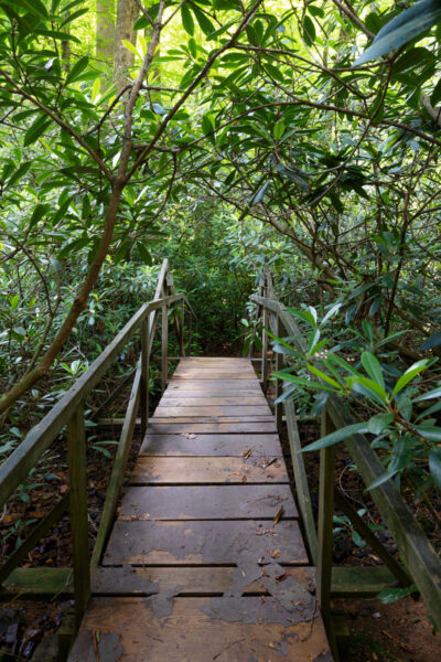 Wooden bridge surrounded by rhododendron on the Alan Seeger Trail in Rothrock State Forest