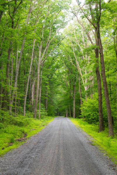 A gravel road passes through the woods in Rothrock State Forest in PA