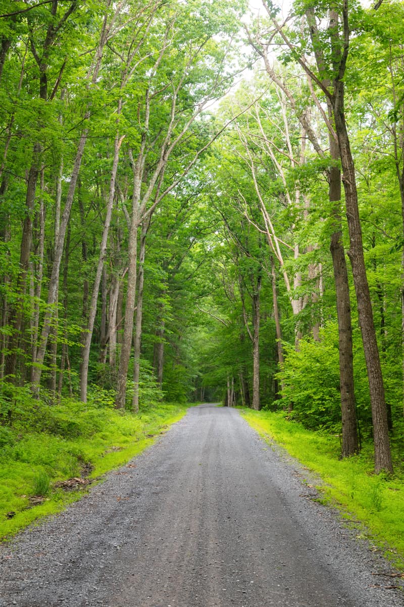 Hiking Through the Alan Seeger Natural Area in Rothrock State Forest ...