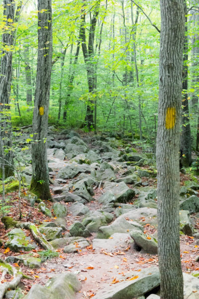 Rocks cover the Tram Road Trail in Laurel Hill State Park in Somerset County PA