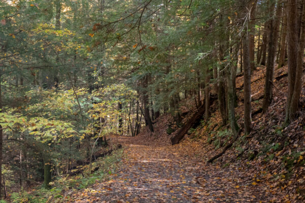 Ravine Trail in Todd Nature Reserve in Sarver Pennsylvania
