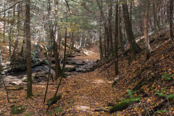 Forested Ravine Trail in the Todd Nature Reserve in PA