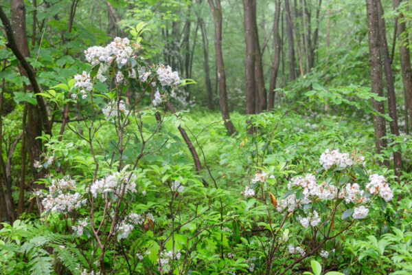 Blooming Mountain Laurel along the Allegheny Front Trail in Moshannon State Forest in Pennsylvania