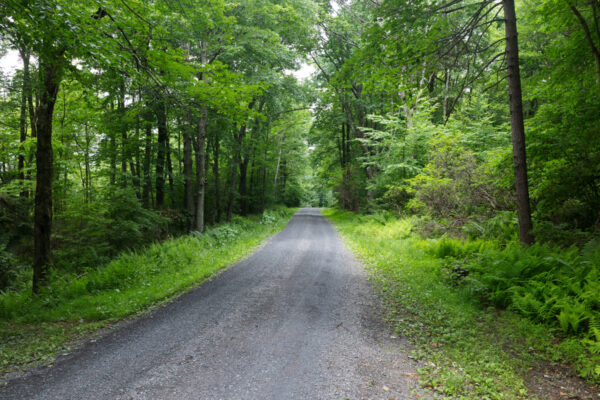 Road in Rothrock State Forest surrounded by trees.