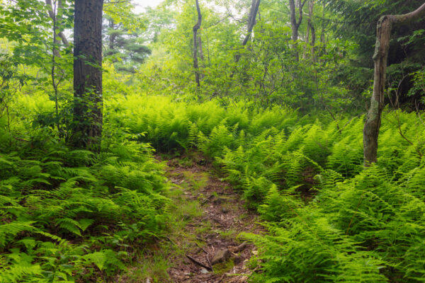 Ferns line the trail to Indian Wells Overlook in Rothrock State Forest in Centre County Pennsylvania